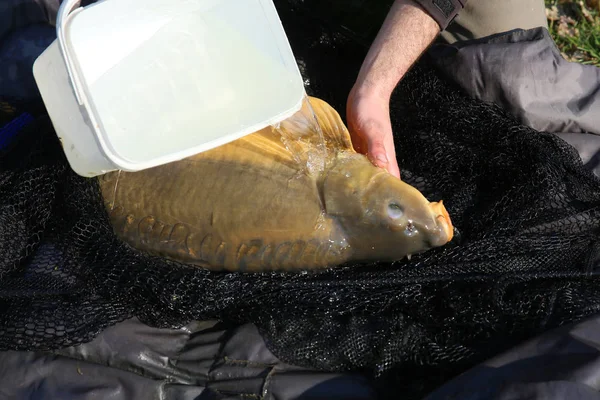 Very Large Carp Caught Carp Competitions — Stock Photo, Image