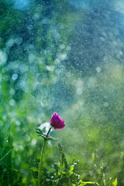 夏の雨の間に私の庭から美しい花 — ストック写真
