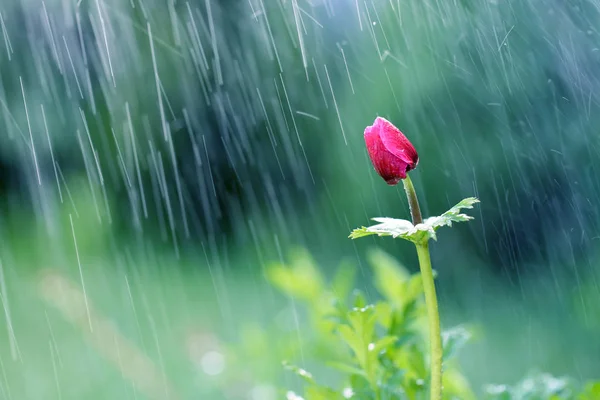 Gyönyörű Virágok Kertemben Nyár Folyamán Eső — Stock Fotó