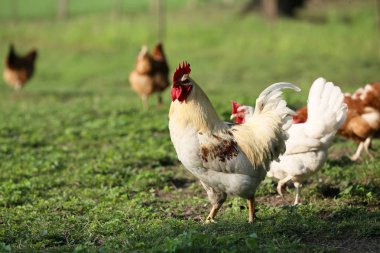 Her çiftlikte kırsal kesimde tavuklar olmalı..