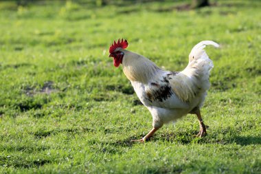 Her çiftlikte kırsal kesimde tavuklar olmalı..