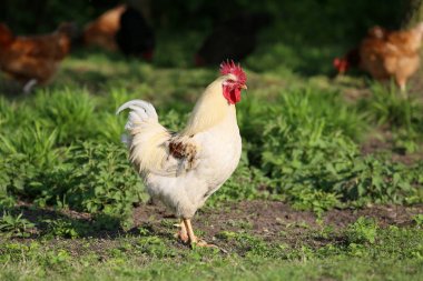 Her çiftlikte kırsal kesimde tavuklar olmalı..