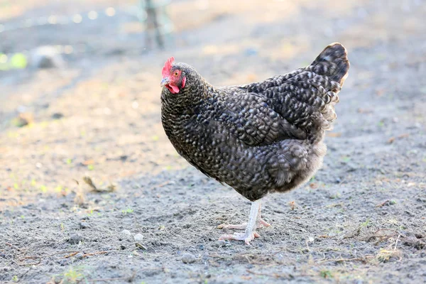 Debe Haber Gallinas Campo Cada Granja —  Fotos de Stock