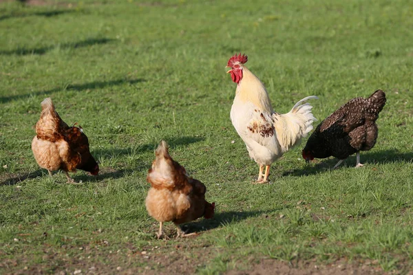 Must Chickens Countryside Every Farm — Stock Photo, Image