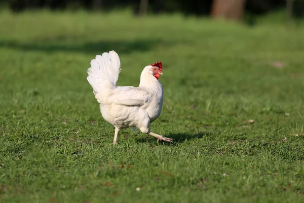 Debe Haber Gallinas Campo Cada Granja —  Fotos de Stock