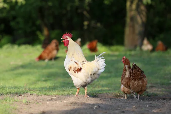 Must Chickens Countryside Every Farm — Stock Photo, Image