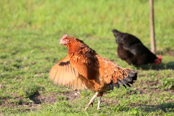 Must Chickens Countryside Every Farm — Stock Photo, Image