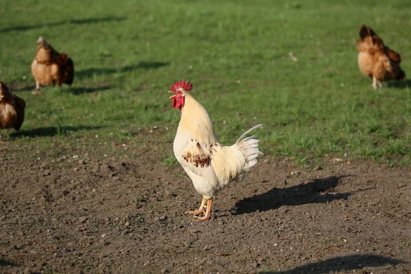 Debe Haber Gallinas Campo Cada Granja —  Fotos de Stock