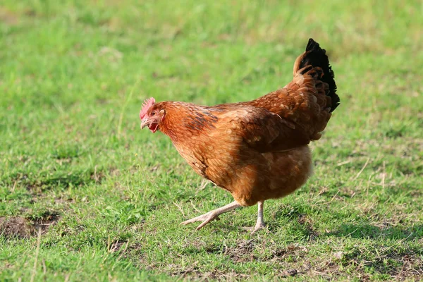すべての農場の田舎に鶏がいるに違いない — ストック写真