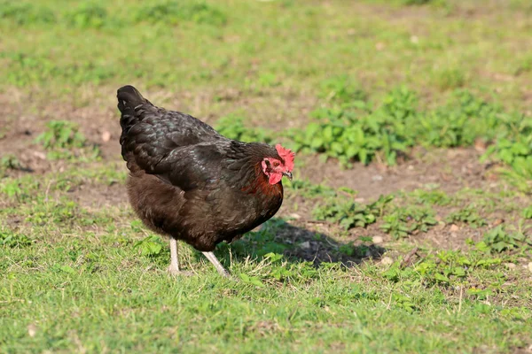 すべての農場の田舎に鶏がいるに違いない — ストック写真