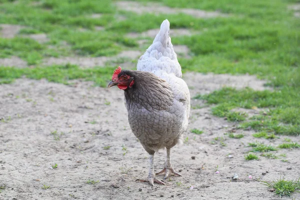 Ott Kell Csirkék Vidéken Minden Gazdaságban — Stock Fotó