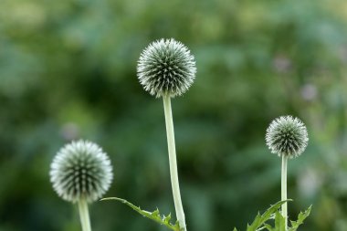 Echinops nadiren ev bahçelerinde bulunan bir bitkidir ve çok güzel görünüyor.