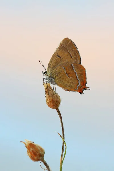 Ein Seltener Schmetterling Meinem Garten Vor Interessantem Hintergrund — Stockfoto