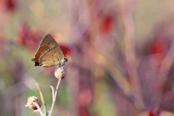 Rare Butterfly Garden Interesting Background — Stock Photo, Image