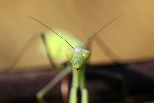 Mantis Europea Una Especie Invasora Que Entra Europa —  Fotos de Stock