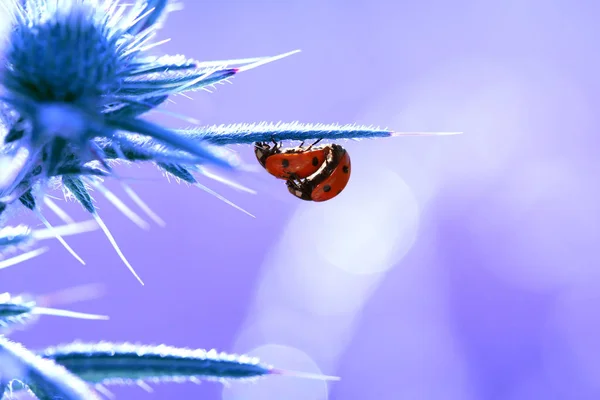 Kleine Rote Marienkäfer Während Der Fortpflanzung — Stockfoto