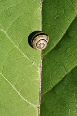 Küçük bir salyangoz oturur ve yeşil bir yaprağın üzerinde dinlenir..