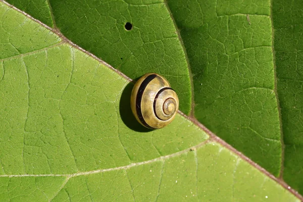 Pequeño Caracol Sienta Descansa Sobre Una Hoja Verde — Foto de Stock