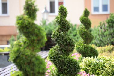 Ornamental plants in a cone and spiral garden.