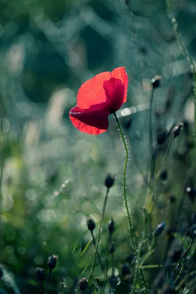 Photo Poppies Background Your Design — Stock Photo, Image