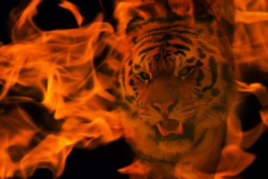 Blazzing kaplan siyah arka plan üzerinde. ateşle çift pozlama