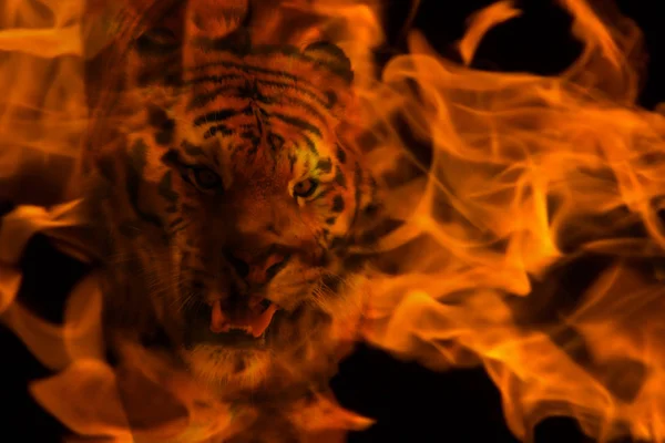 Tigre Flamboyant Sur Fond Noir Double Exposition Avec Feu — Photo