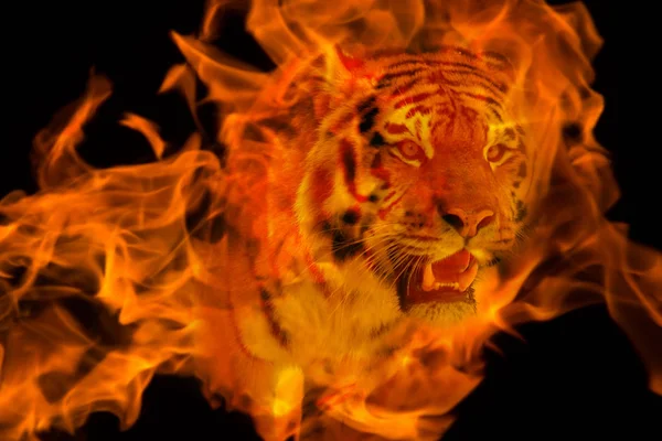 Blazzing Tiger Black Background Double Exposure Fire — Stock Photo, Image