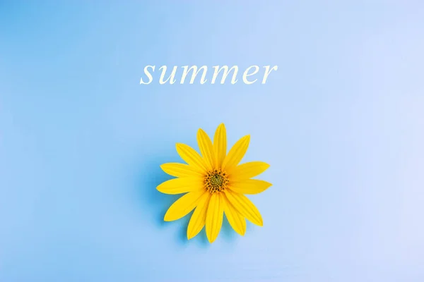 Single Yellow Flower Blue Background Summer Concept — Stock Photo, Image