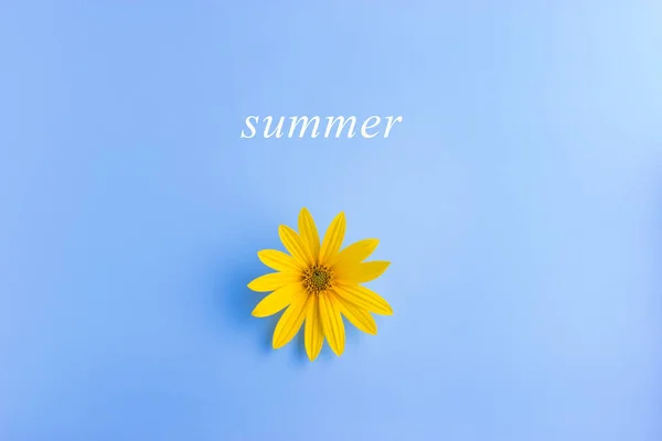 Einzelne Gelbe Blume Auf Blauem Hintergrund Sommerkonzept — Stockfoto