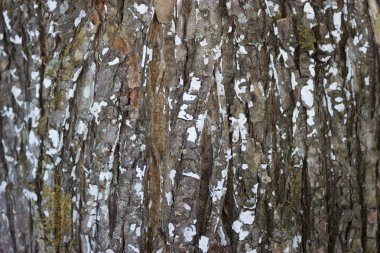 beyaz yosun ile büyük eski ağaç texured kabuğu