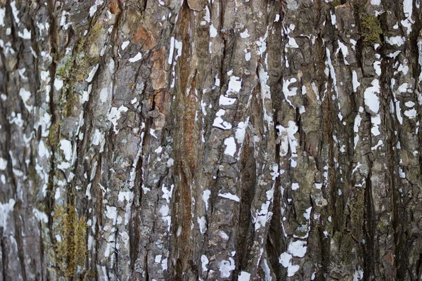 Grand Vieil Arbre Écorce Texturée Avec Mousse Blanche — Photo