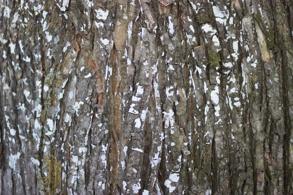 Grand Vieil Arbre Écorce Texturée Avec Mousse Blanche — Photo