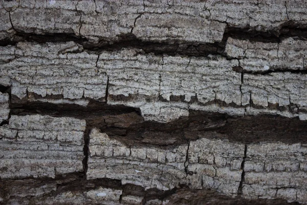 Фон Текстури Сухого Дерева Крупним Планом — стокове фото