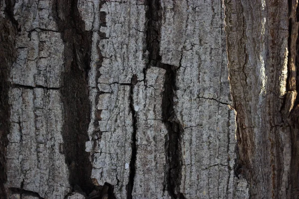 Fondo Textura Corteza Árbol Seco Cerca — Foto de Stock