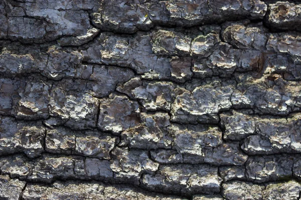 Hintergrund Der Trockenen Baumrinde Nahaufnahme — Stockfoto