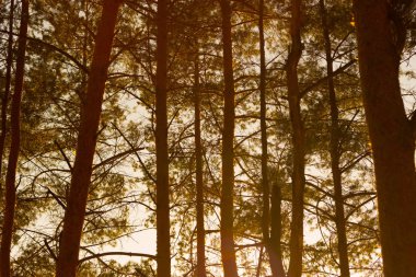 çam ağacı orman günbatımı üzerinde Kapat