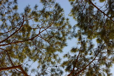 çam ağacı orman günbatımı üzerinde Kapat