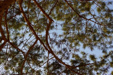 çam ağacı orman günbatımı üzerinde Kapat