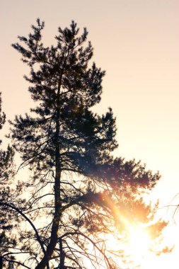 çam ağacı orman günbatımı üzerinde Kapat