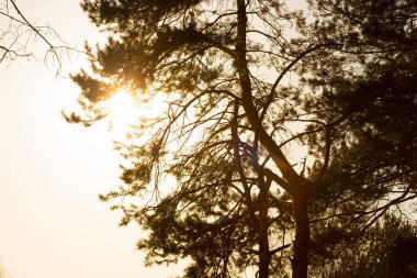 çam ağacı orman günbatımı üzerinde Kapat