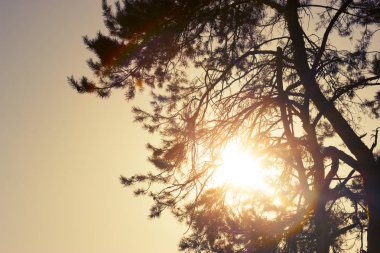 çam ağacı orman günbatımı üzerinde Kapat