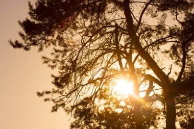 çam ağacı orman günbatımı üzerinde Kapat