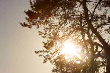 çam ağacı orman günbatımı üzerinde Kapat