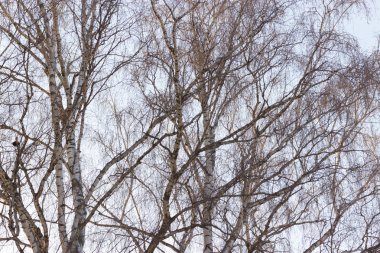 Ağaçlar çıplak dallarında mavi gökyüzü arka plan ile