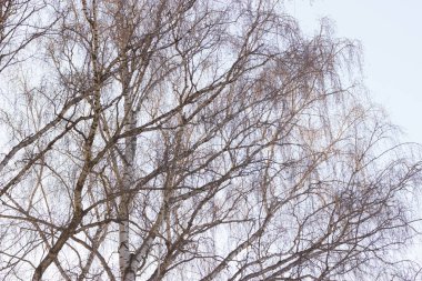 Ağaçlar çıplak dallarında mavi gökyüzü arka plan ile