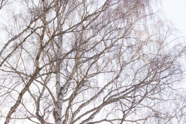 Ağaçlar çıplak dallarında mavi gökyüzü arka plan ile