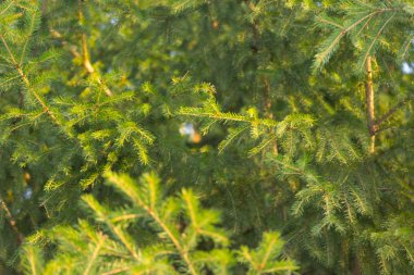 çam ağacı orman günbatımı üzerinde Kapat