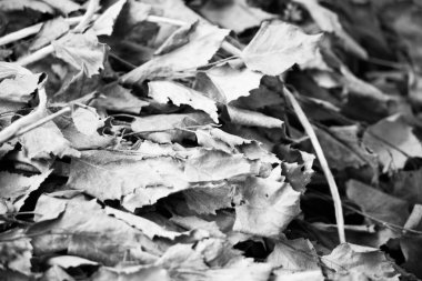 texure kuru yaprak. siyah ve beyaz