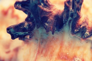 Güzel deniz kıyısı mavi arka plan üzerinde Kapat