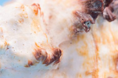 bir deniz kabuğu izi. arka kapatmak